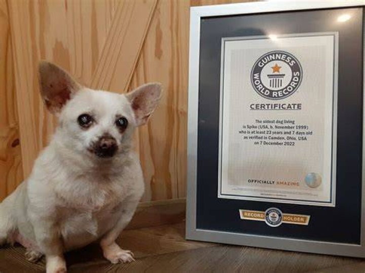 Bonnie Blue Guinness World Record: The Remarkable Story of a Dog Who Broke Records